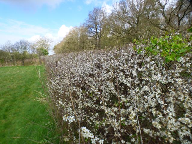 Blackthorn Hedge at Snakehlme (John Davison) 020424