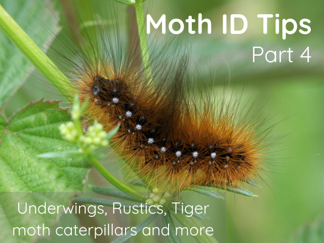 Moth ID 4 Thumbnail - Garden Tiger