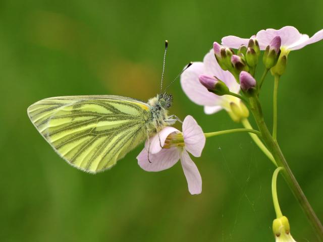 Green-veined White (Toby Ludlow)