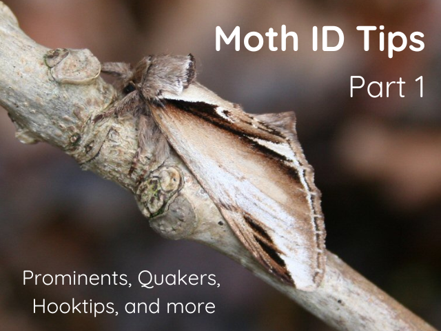 Moth ID Tips Part 1