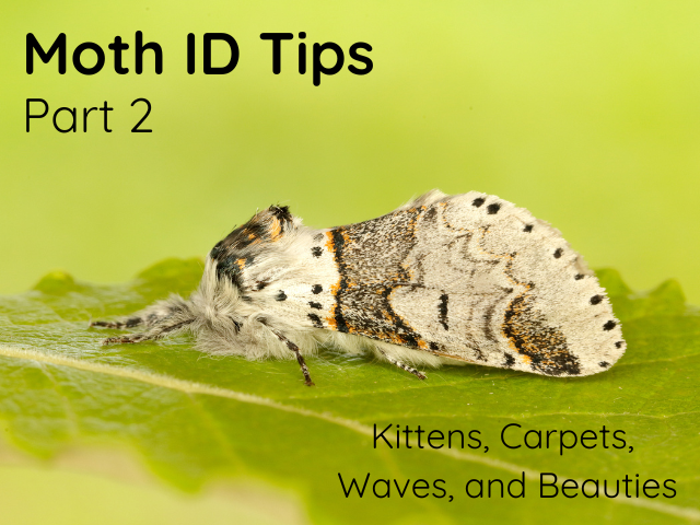 Moth ID Tips Thumbnail