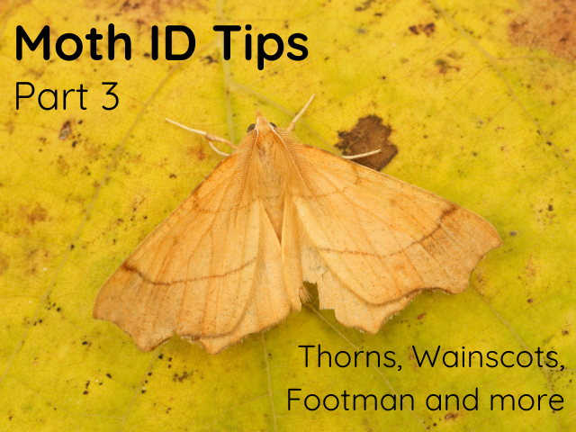 Moth ID thumbnail 3 - August Thorn