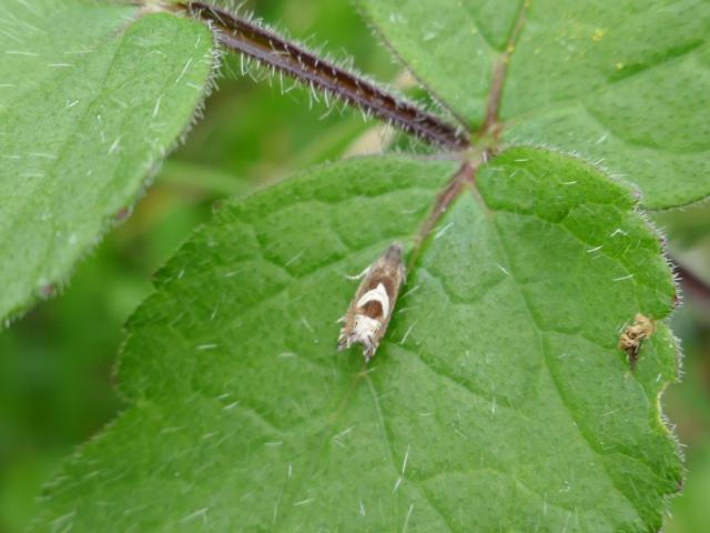 Moth Vetch Piercer - Grapholita jungiella (John Davison) 060424