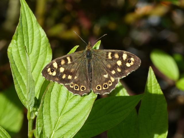 Speckled Wood (Dave Wright)