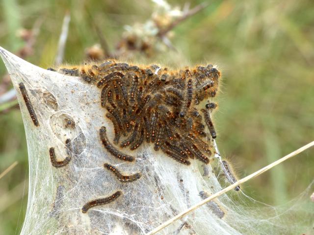 Brown-tail Larvae (Dave Wright)