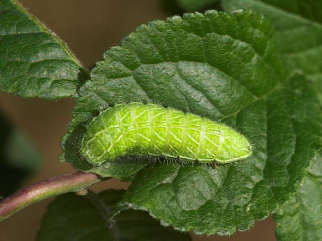 A bright green Brown Hairstreak caterpillar on a leaf