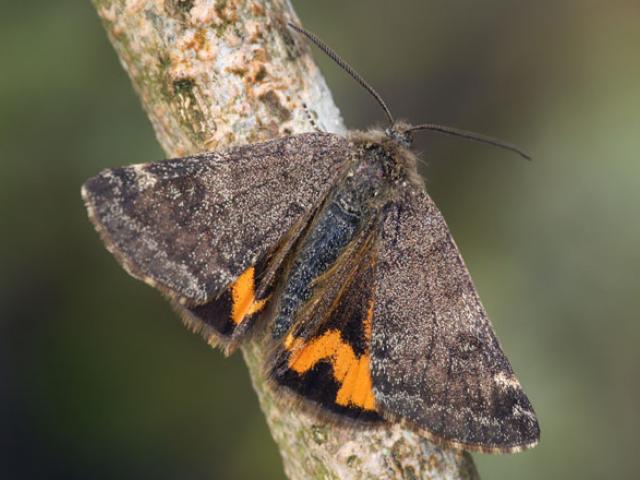 Light Orange Underwing by Keith Tailby