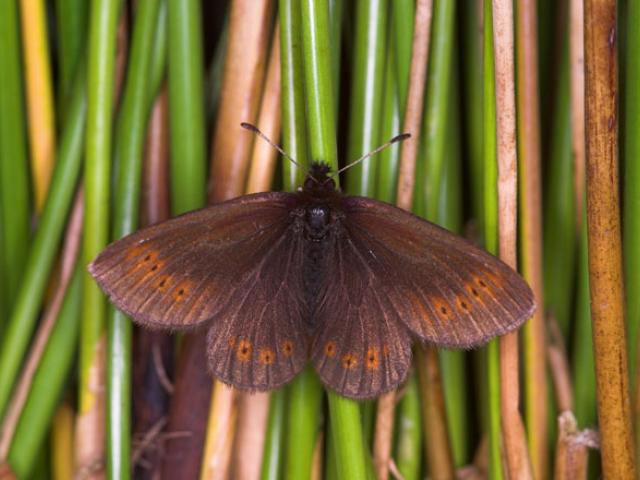 Mountain Ringlet (upperwing) by Peter Eeles